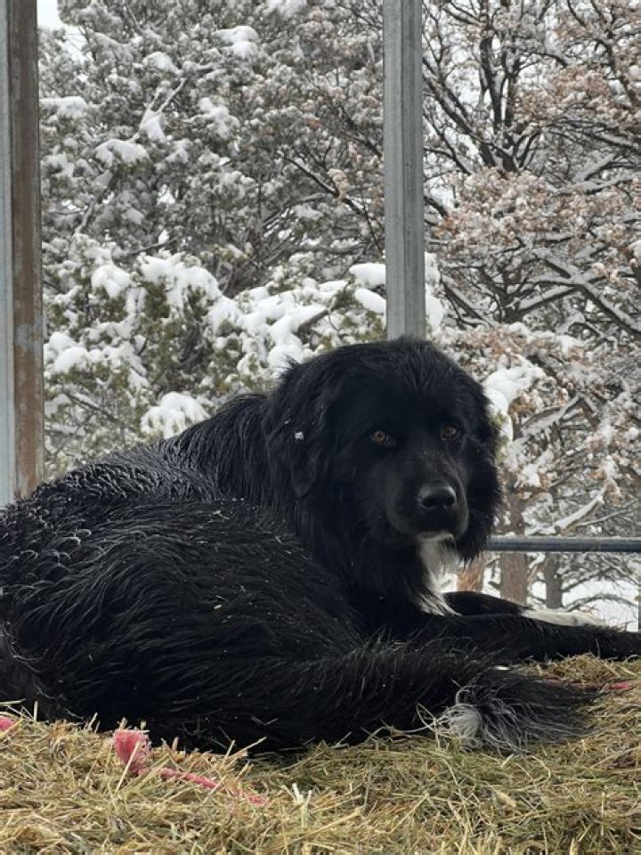 Great Pyrenees Black Lab Mix: The Ultimate Guide to This Amazing Hybrid Dog