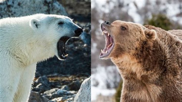 Grizzly vs Polar Bear Fight: The Ultimate Showdown of the Arctic Giants