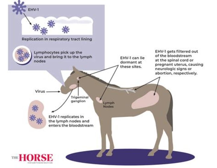 Horselife Wiki: Everything You Need to Know About Equine Care and Lifestyle