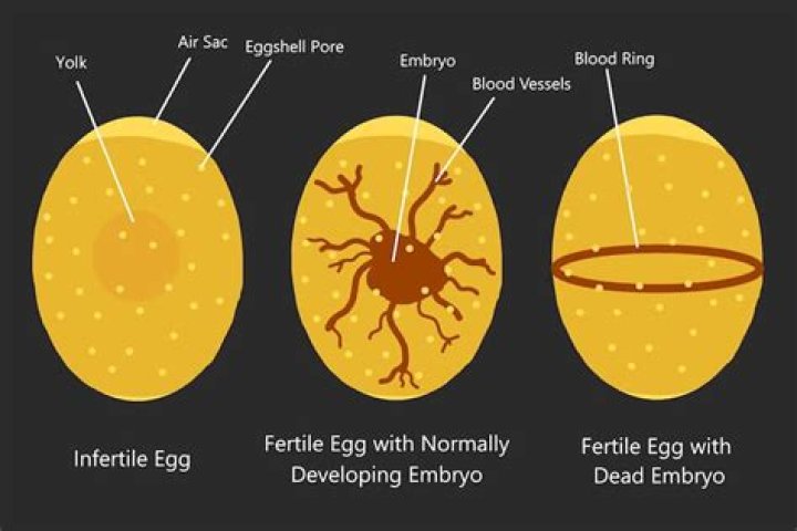 How Can You Tell If an Egg Is Good? A Comprehensive Guide