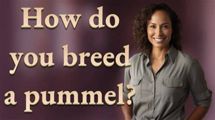 How Do You Breed a Pummel: A Comprehensive Guide