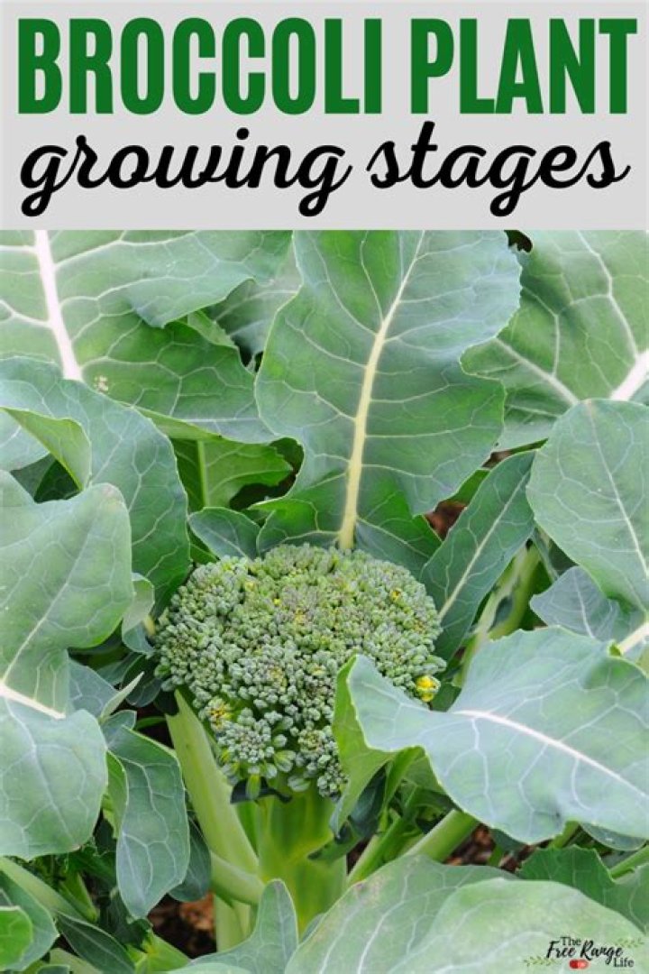 How Is Broccoli Made: From Seed to Superfood