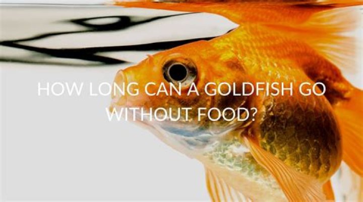 How Long Can Goldfish Go Without Eating? Understanding Their Dietary Needs