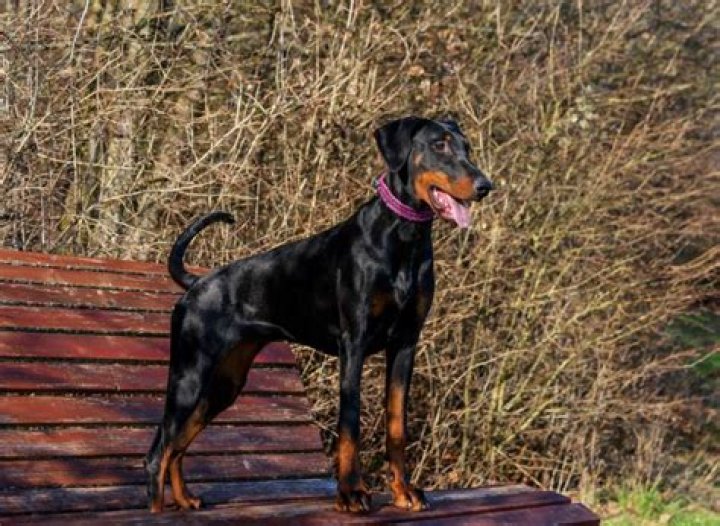 How Long Do Dobermans Live? A Comprehensive Guide to Doberman Lifespan
