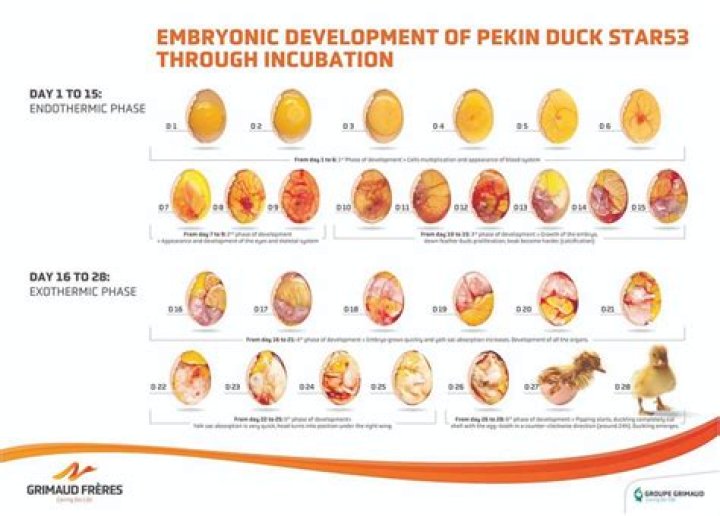 How Long Do Duck Eggs Take to Hatch? A Comprehensive Guide