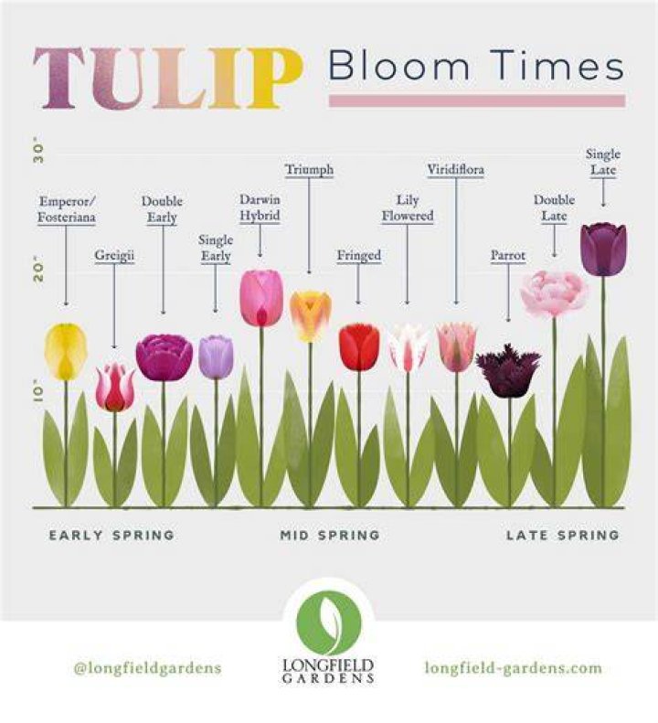 How Long Do Tulips Last? Understanding the Lifespan and Care of Tulips