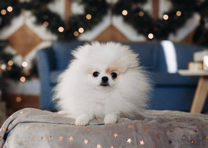 How to Breed Pom Poms: A Comprehensive Guide