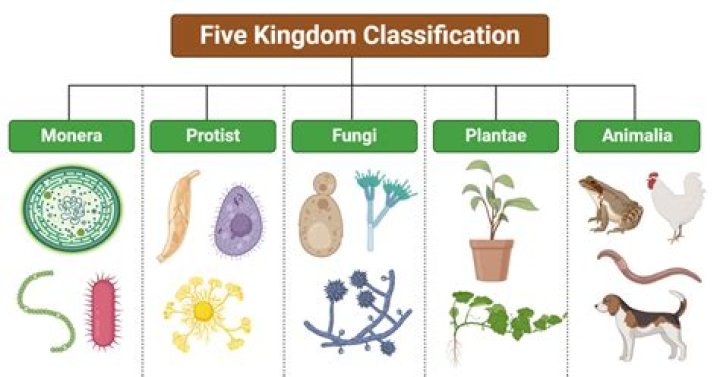 How to Do Glitch in Kingdom Life 2: A Comprehensive Guide