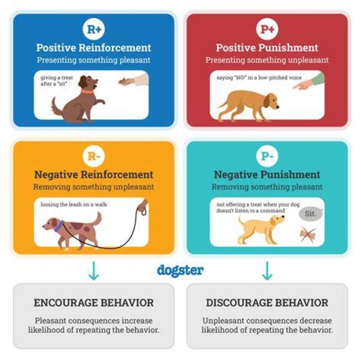 How to Get a Wolf Out of a Dog's Skin: Understanding the Intricacies of Canine Behavior