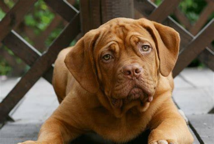 How to Get Rid of Dog Hiccups: Effective Tips and Techniques