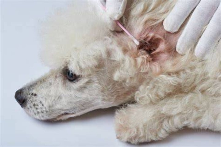 How to Shave Poodle Ear Canal at Home: A Step-by-Step Guide