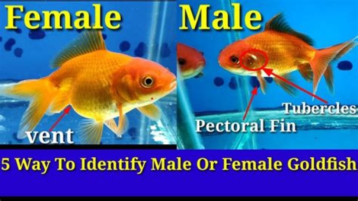 How to Tell If Your Goldfish is Male or Female