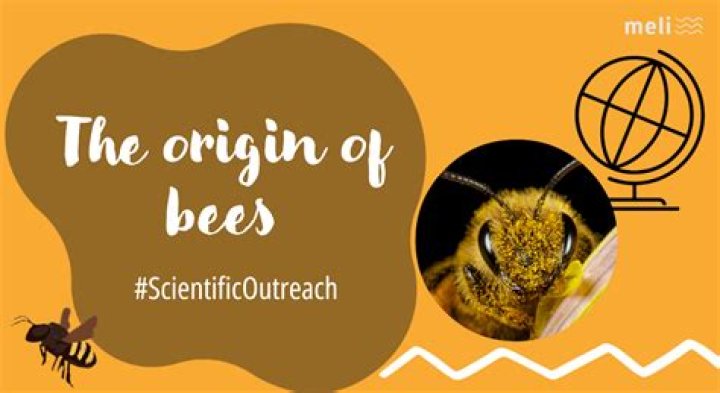 I Hope You Like Bees: The Fascinating Origin of Bees