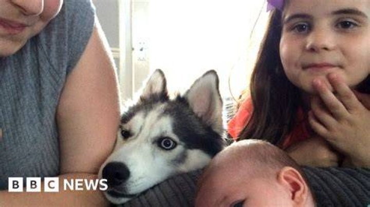 IMSKirby Dog Incident: What Happened?