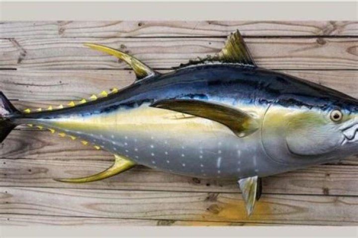 Indulge in Extravagance: The Most Expensive Fish to Eat