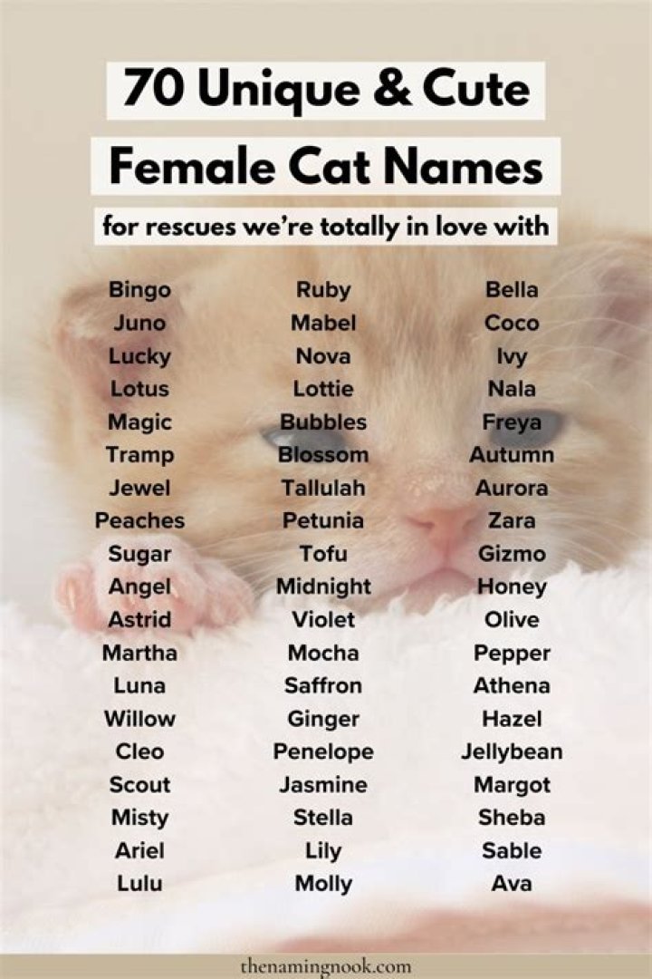 Inspiring Choices: The Best Female Cat Names for Your Feline Friend