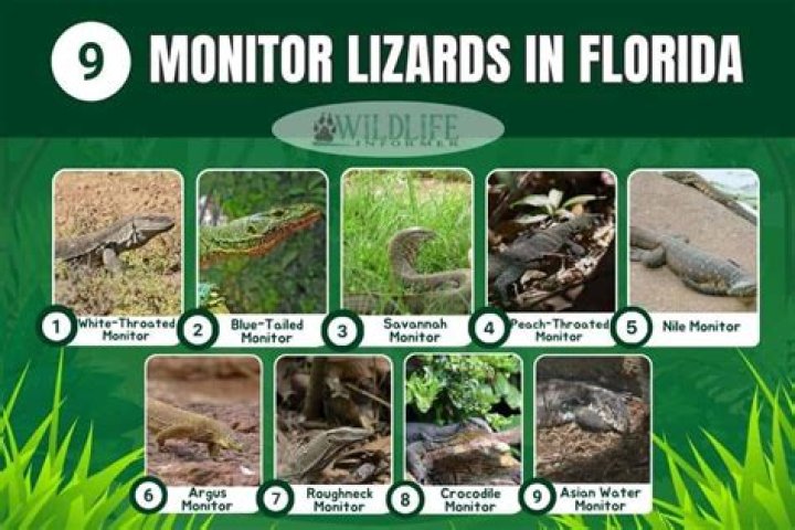 Invasive Lizards in Florida: Understanding Their Impact and Management