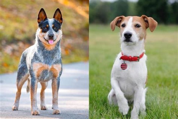 Jack Russell Terrier Blue Heeler Mix: The Ultimate Guide to This Energetic Hybrid