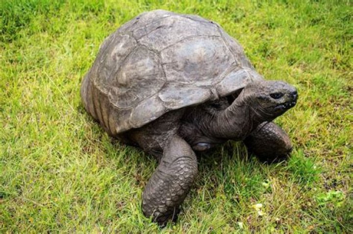 Jonathan the Tortoise: The World&rsquo;s Oldest Living Land Animal