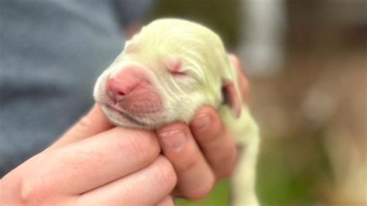 Lime Green Puppy: The Unconventional Trend in Pet Fashion