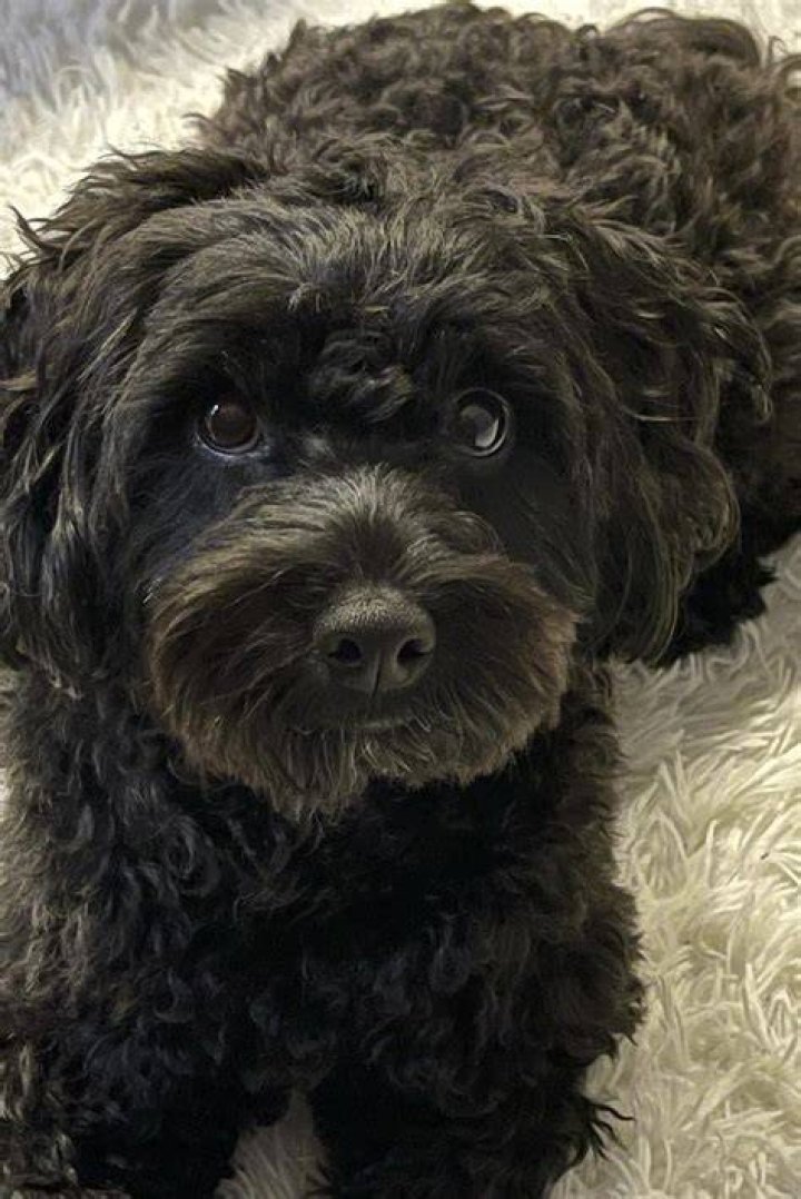 Maltipoo Black: The Ultimate Guide to This Charming Hybrid Breed