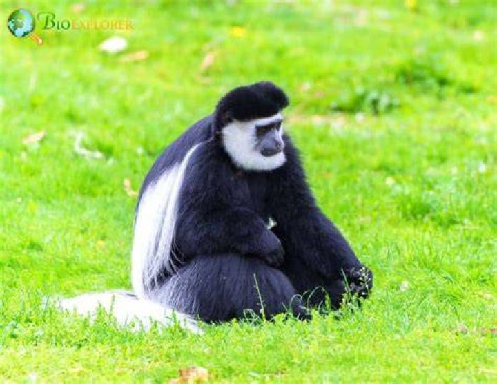 Mantled Beast: The Fascinating World of Mantled Animals