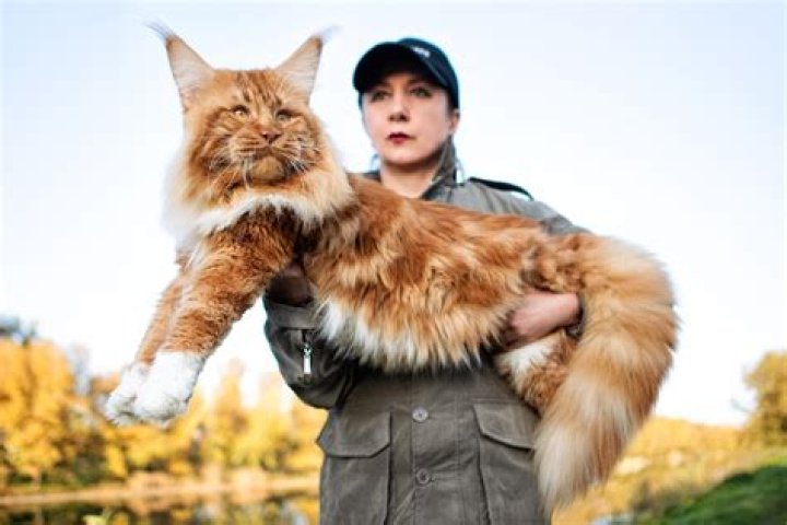 Marvelous Mane Coons: The Gentle Giants of the Cat World