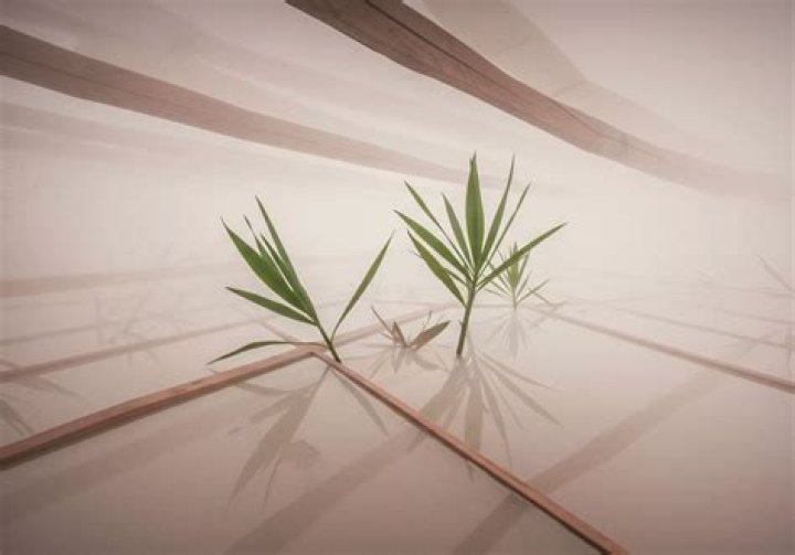 Masa 49 XXX: Understanding the Impact and Significance