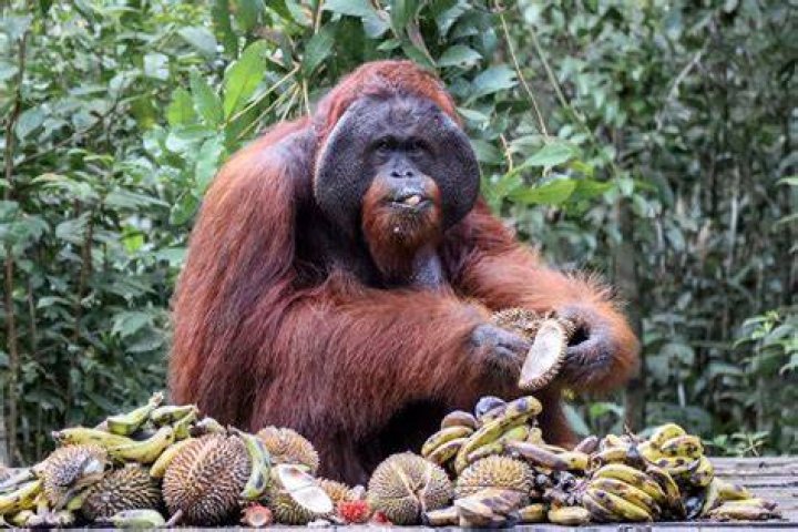 Mastering the Pronunciation of "Orangutan": A Comprehensive Guide