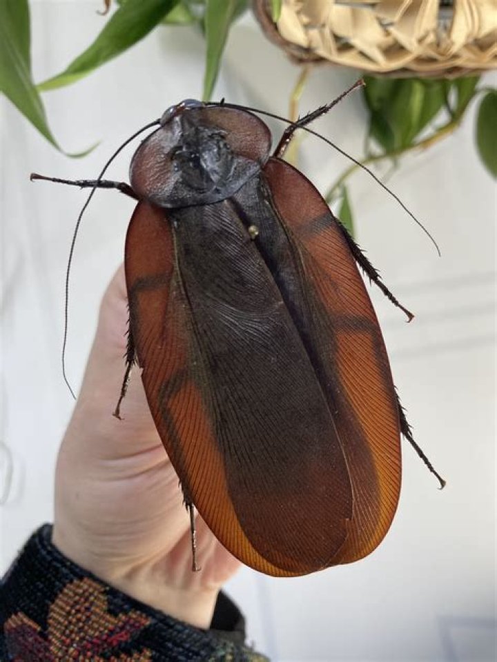 Megaloblatta longipennis: The Fascinating World of Giant Cockroaches