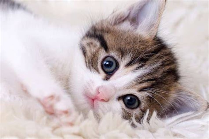 Mèo Bambino: The Unique and Adorable Cat Breed You Need to Know