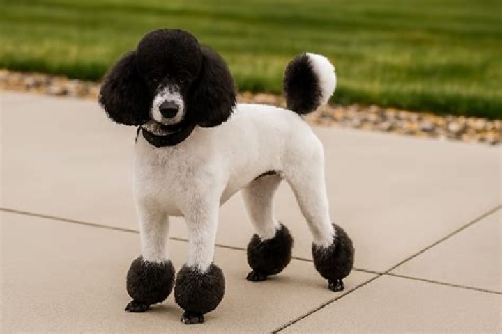 Miami Clip Poodle: The Ultimate Guide to Grooming and Care