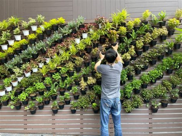 Mikan Drill: The Ultimate Guide to This Innovative Gardening Tool
