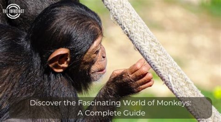 Monkey with Big Ears: Exploring the Fascinating World of Large-Eared Primates