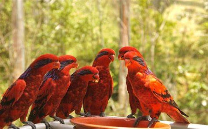 Parrot Bird Speaking: The Fascinating World of Talking Birds