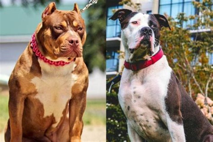 Pelea Pitbull vs Romero: The Ultimate Showdown in Dog Fighting