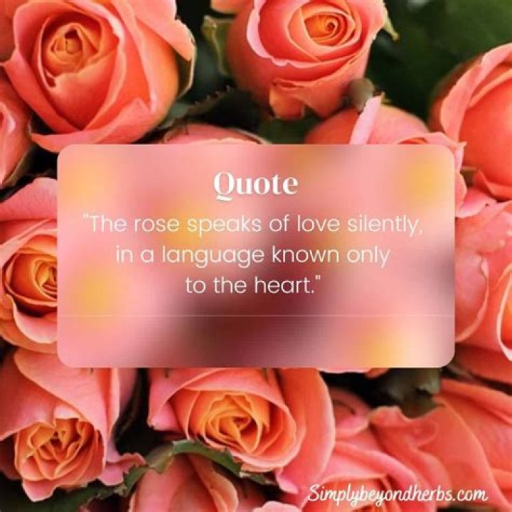 Phrases About Roses: The Language of Love and Beauty