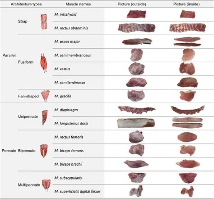 Pig Face: The Intriguing World of Porcine Features
