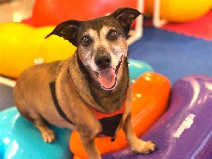 Pinata for Dogs: The Ultimate Guide to Canine Fun and Engagement