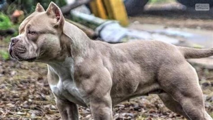 Pitbull Dog Muscle: Understanding the Strength and Power of This Remarkable Breed