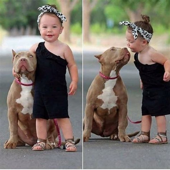 Pitbull Kids: Understanding the Bond Between Children and Pitbulls