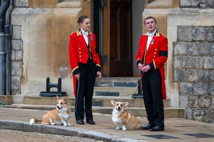 Prince Andrew Shuns Queen's Corgis: A Royal Controversy Unfolds