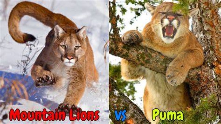 Puma vs Mountain Lion: Understanding the Differences and Similarities