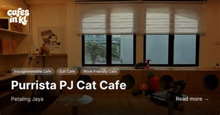 Purrista Cat Cafe: A Feline Paradise for Cat Lovers