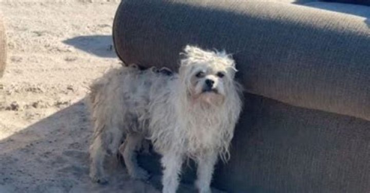 Rescuers Find Extra Dog Indoors: A Heartwarming Discovery