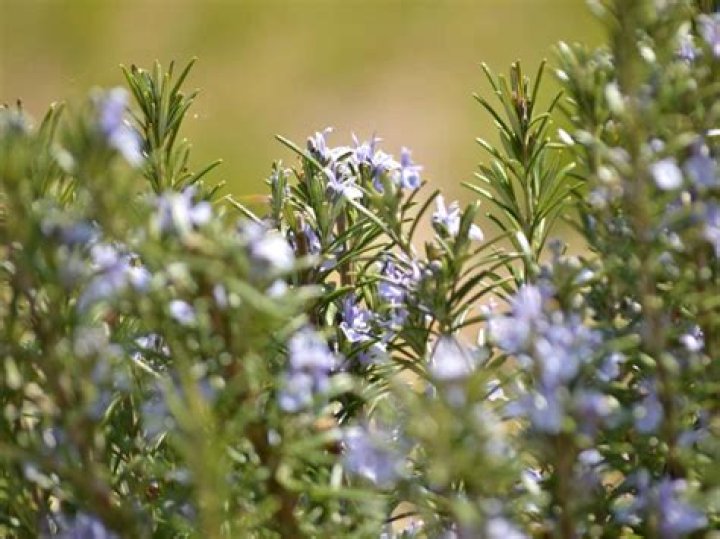 Rosemary Dapkins: A Culinary Herb with Versatile Uses