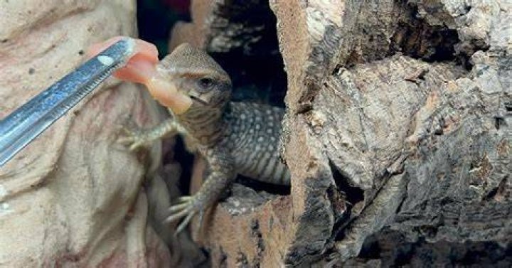 Savannah Monitor: A Comprehensive Guide to Understanding This Fascinating Lizard