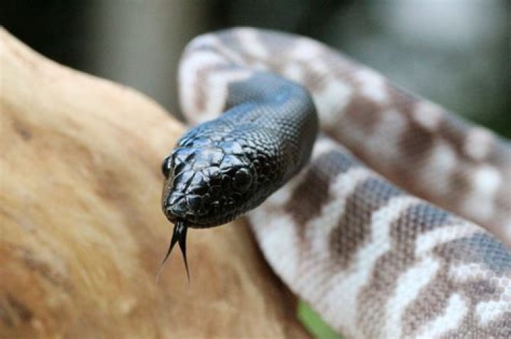 Secrets of the Mysterious Black Python Snake: Myths, Facts, and Conservation