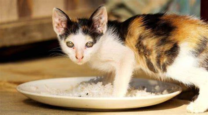Siamese Calico Mix: A Unique Blend of Beauty and Personality