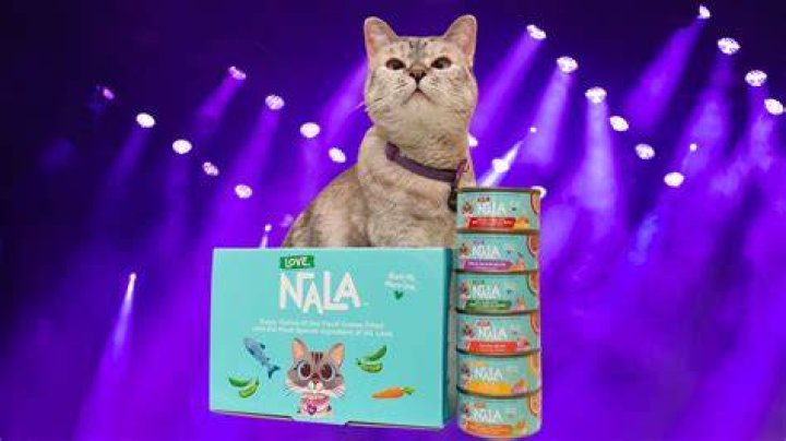 Simon Kitty: The Fascinating World of Feline Sensation